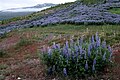 Lupinus nootkatensis en Islande.