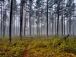 young pine forest in Ringerike, Norway