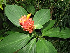 One of the many flowering plants at the zoo.