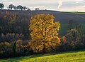 28 Bonfeld - Mühlberg - Eiche südlich vom Weg im November mit Gegenlicht uploaded by Aristeas, nominated by Cmao20,  13,  0,  0