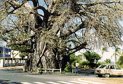 Adansonia madagascariensis.