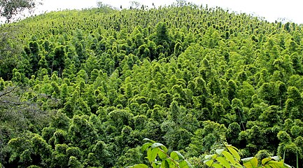 Panoramic view of bamboo forest in Hawaii