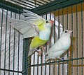 White Gouldian finch and yellow Gouldian finch mutation