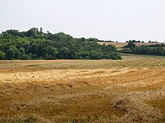 Vestiges d'une tour au milieu de la végétation couvrant la motte (vue depuis le chemin des Voiries, vers l'est).