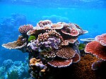 Different types of corals, underwater photo