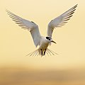 23 Crested Tern - Mortimer Bay uploaded by JJ Harrison, nominated by Iifar,  28,  1,  0