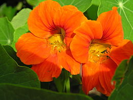 Didžioji nasturtė (Tropaeolum majus)