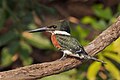 89 Green kingfisher (Chloroceryle americana) male 3 uploaded by Charlesjsharp, nominated by Charlesjsharp,  19,  0,  0