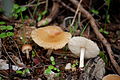 Leucoinocybe lenta