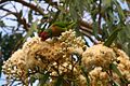 In Queensland, Australia