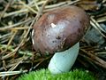 !Russula badia!