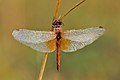 14 Sympetrum flaveolum male - Kulna uploaded by Iifar, nominated by Tomer T,  24,  0,  0