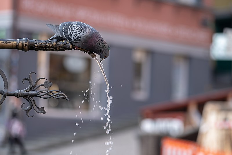 File:Trinkende Taube am Neptunbrunnen in Tübingen 2019.jpg