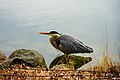 福岡大濠公園的蒼鷺