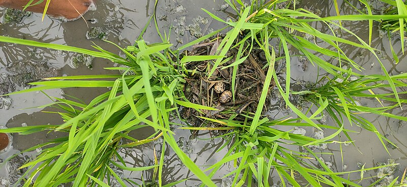 File:Bird nest 2.jpg