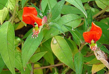 Cuphea nudicostata