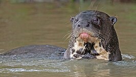 Reuzenotter