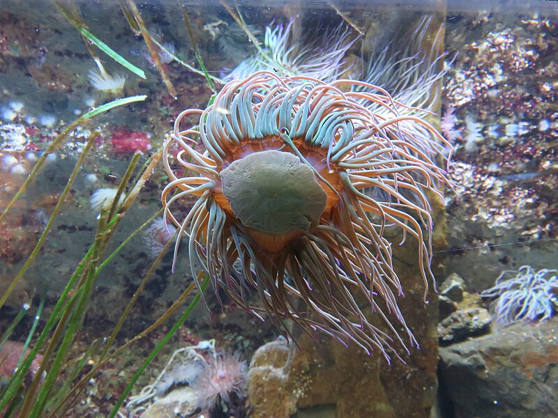 File:Grand aquarium Saint-Malo 005.jpg