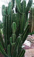 Kakteengewächs Cereus hildmannianus