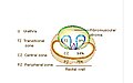 Le quattro zone principali della prostata