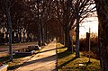 English: A view of the "poplar walk". Español: Otra vista del Paseo de los Chopos