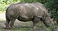 White Rhinoceros