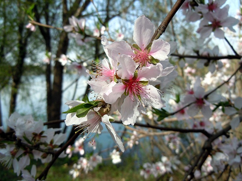 File:桃花开了 - panoramio.jpg