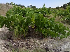 Cep d'airén B, le cépage de cuve le plus cultivé au monde.