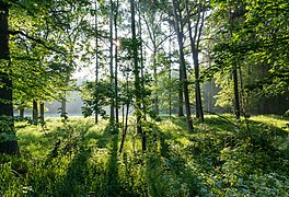 Nature reserve “Am Enteborn”, Dülmen, North Rhine-Westphalia