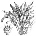 File:Die Gartenlaube (1898) b 0484_a_4.jpg Plektogyne (Aspidastra eliator)