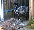 Emus