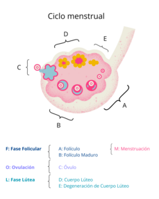 Ilustración de un ovario con la representación del ciclo menstrual