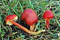 Hygrocybe coccinea