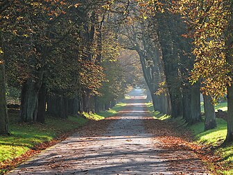 Allée de marronniers (Aesculus hippocastanum), dans le parc de la ville de Putbus (Allemagne). (définition réelle 1 289 × 966*)