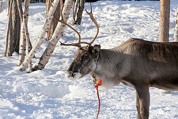 Rangifer tarandus