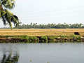 Paddy fields