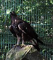 Steinadler (Aquila chrysaetos)