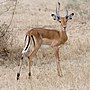 Thumbnail for File:Serengeti Impala3.jpg