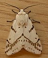 Spilosoma canescens (Arctiini)