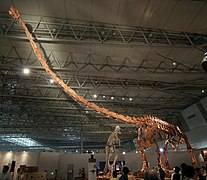 Mamenchisaurus in Japan.jpg