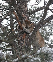 Puma držící se na větvích lehce zasněženého stromu a hledící dolů