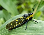 Spotted grasshopper, Aularches miliaris, defends itself with toxic foam and warning colours.[61]