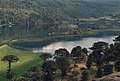 Araucaria araucana en el seu ambient natural