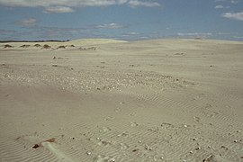 Nesting habitat, Mangawhai