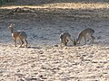 Family, Lake Manyara, Tanzania