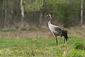 Kranich (Grus grus) schreitet über eine Wiese im Duvenstedter Brook, Hamburg