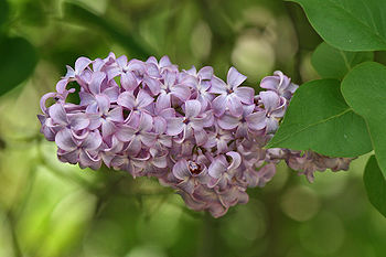 Lilac bush