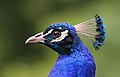 29 Portrait of an Indian peafowl uploaded by Clément Bardot, nominated by Clément Bardot,  19,  0,  0