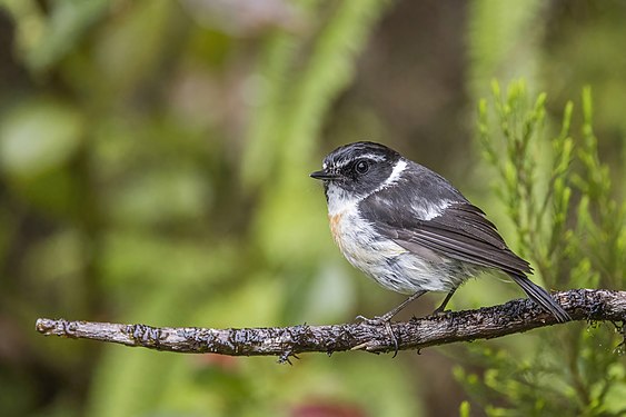 Réunion stonechat by Charles J. Sharp