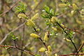 Salix myrsinifolia